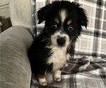 Puppy Puppy 6 Australian Shepherd