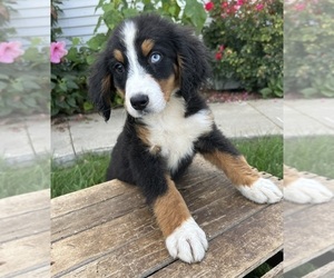 Bernese Mountain Dog Puppy for sale in MIDDLEBURY, IN, USA