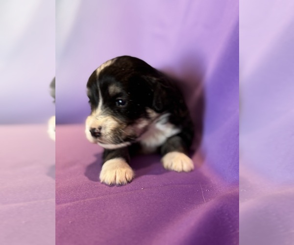 Medium Photo #5 Corgipoo Puppy For Sale in LONGMONT, CO, USA