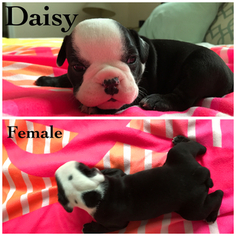 Olde English Bulldogge Puppy for sale in CLERMONT, FL, USA