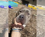 Small #10 American Pit Bull Terrier