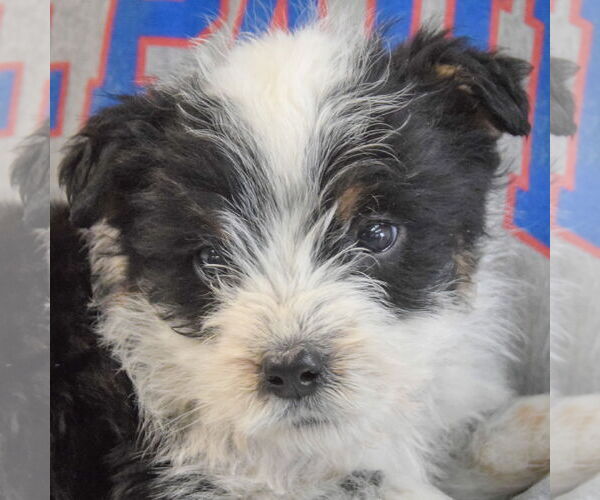 Medium Photo #5 Mutt Puppy For Sale in Huntley, IL, USA