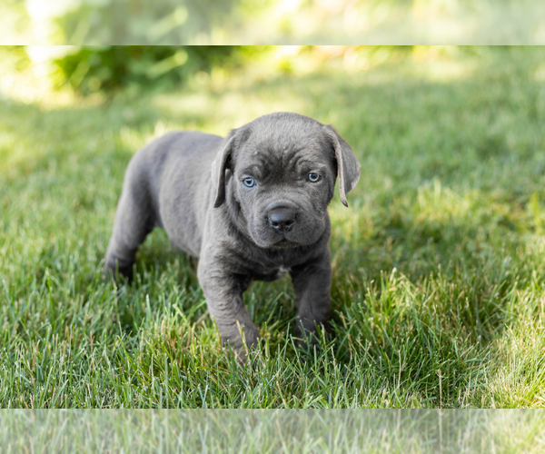Medium Photo #3 Cane Corso Puppy For Sale in WAKARUSA, IN, USA