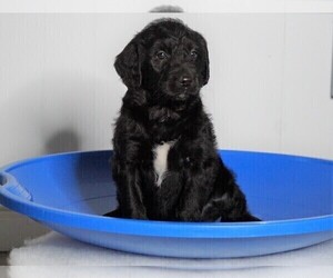 Labradoodle-Poodle (Standard) Mix Puppy for sale in FREDERICKSBG, OH, USA