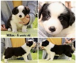 Small Photo #4 Border Collie Puppy For Sale in BRYANTOWN, MD, USA