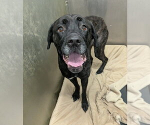 Great Dane-Unknown Mix Dogs for adoption in La Porte, IN, USA