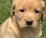 Small Photo #12 Labrador Retriever Puppy For Sale in SPOTSYLVANIA, VA, USA