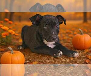 Rigley 26/793 - Male American Pit Bull Terrier-Unknown Mix Dog for Adoption - Photo #2