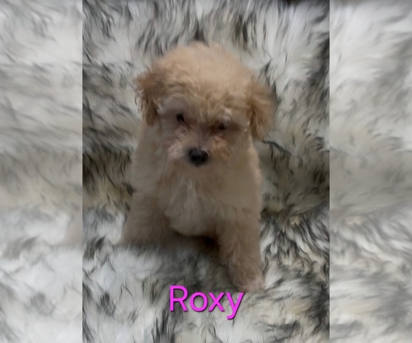 Medium Photo #3 Poodle (Miniature) Puppy For Sale in AZLE, TX, USA