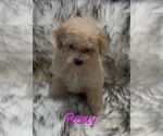 Roxy - Female Poodle (Miniature) Puppy for Sale - Photo #3