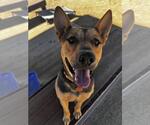 Small #3 German Shepherd Dog Mix