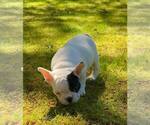 Small #7 French Bulldog