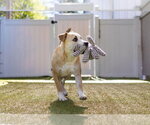Small #2 Labrador Retriever Mix
