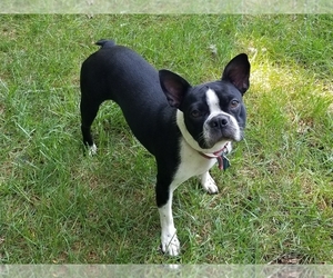 Mother of the Boston Terrier puppies born on 09/18/2024