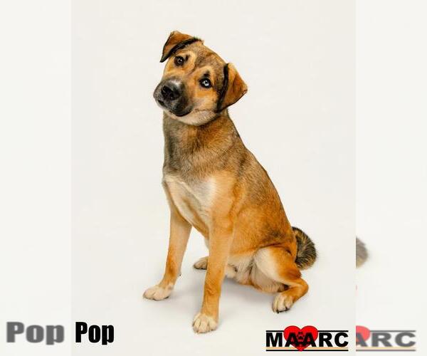 Medium Photo #5 German Shepherd Dog-Retriever  Mix Puppy For Sale in Maryville, TN, USA
