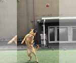 Small #6 German Shepherd Dog Mix