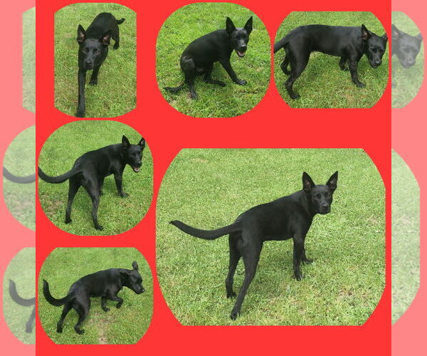 Medium Photo #10 Labrador Retriever-Unknown Mix Puppy For Sale in Brooklyn Center, MN, USA