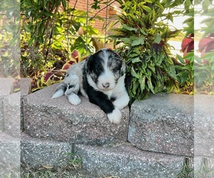 Aussiedoodle Puppy for sale in THREE RIVERS, TX, USA