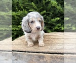 Small #1 Dachshund