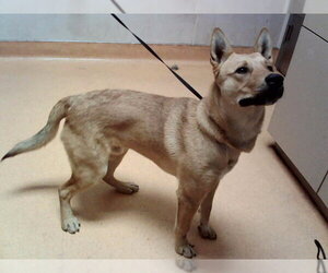 German Shepherd Dog-Unknown Mix Dogs for adoption in Martinez, CA, USA