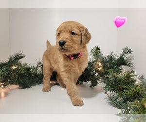Golden Retriever Puppy for sale in GOODYEAR, AZ, USA