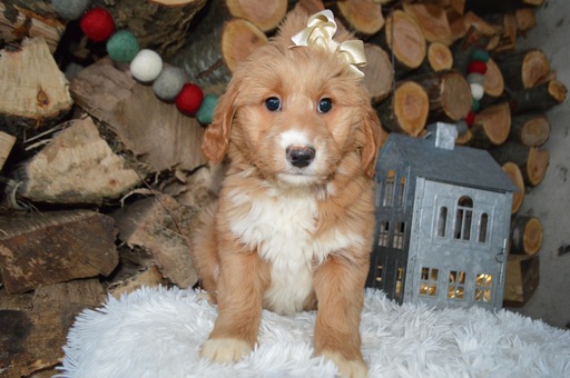 Medium Photo #3 Doodle-Goldendoodle Mix Puppy For Sale in HONEY BROOK, PA, USA