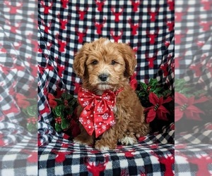 Goldendoodle (Miniature) Puppy for sale in OXFORD, PA, USA