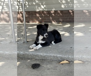 Border Collie Puppy for sale in TRACY, CA, USA