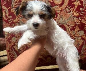 Yorkshire Terrier Puppy for sale in BENSON, AZ, USA