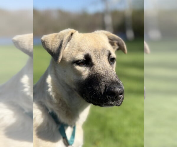 Medium Photo #16 Great Pyrenees-Unknown Mix Puppy For Sale in Oak Bluffs, MA, USA
