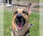 Small German Shepherd Dog