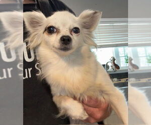 Chihuahua Dogs for adoption in Tarrytown, GA, USA