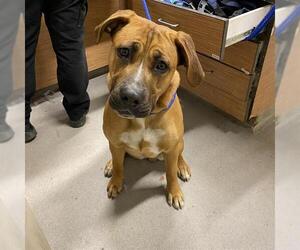 Bullmastiff-Unknown Mix Dogs for adoption in Modesto, CA, USA