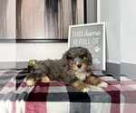 Small Photo #8 Bernedoodle (Miniature) Puppy For Sale in FRANKLIN, IN, USA