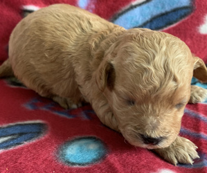 Poodle (Miniature)-Zuchon Mix Puppy for sale in SAINT JOSEPH, MO, USA