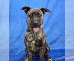 Small #14 Holland Shepherd-Plott Hound Mix