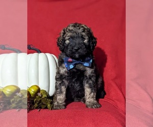 Aussiedoodle Puppy for sale in OXFORD, PA, USA