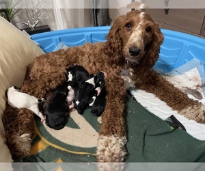 Mother of the F2 Aussiedoodle puppies born on 07/17/2022