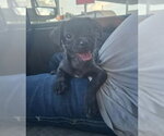 Small #1 Mutt