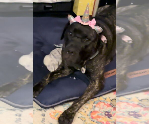 Medium Photo #2 Neapolitan Mastiff-Unknown Mix Puppy For Sale in The Woodlands, TX, USA