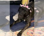 Small #1 Neapolitan Mastiff Mix