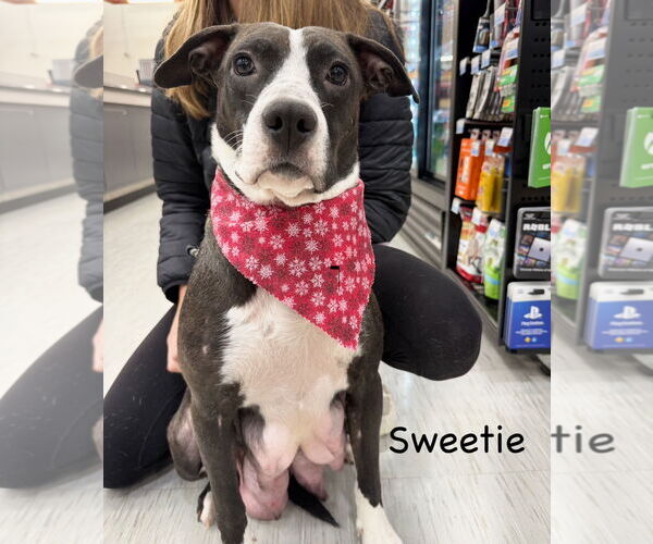 Medium Photo #6 Mutt Puppy For Sale in GILBERTS, IL, USA