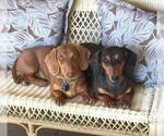Small Dachshund