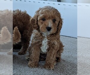 Cavapoo Puppy for sale in FREDERICKSBURG, OH, USA