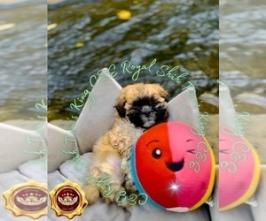 Shih Tzu Puppy for sale in ATHENS, GA, USA