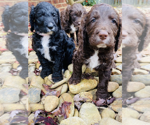 English Springer Spaniel-Goldendoodle Mix Puppy for sale in WEAVERVILLE, NC, USA