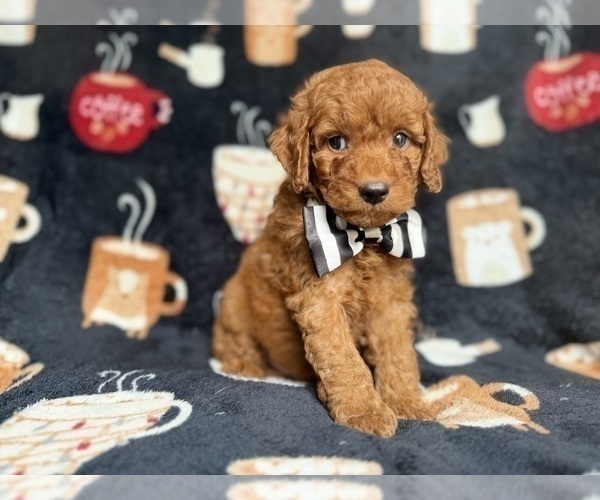 Medium Photo #2 Cockapoo (Miniature) Puppy For Sale in LAKELAND, FL, USA
