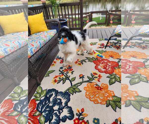 Medium Photo #3 Poodle (Standard) Puppy For Sale in Scottsboro, AL, USA