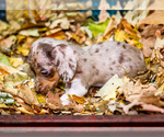 Small Photo #13 Dachshund Puppy For Sale in WAKARUSA, IN, USA