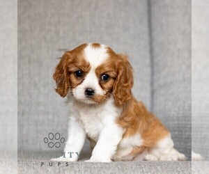 Cavalier King Charles Spaniel Puppy for sale in NARVON, PA, USA